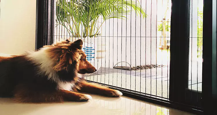 Sliding Screen Pet Door Repair in Tamarac, FL