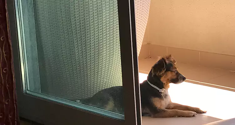 French Door Pet Screen Repair in Tamarac, FL